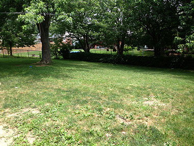 large sloped backyard, large trees